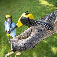 How Our Tree Care Process Works  in Grenelefe, FL